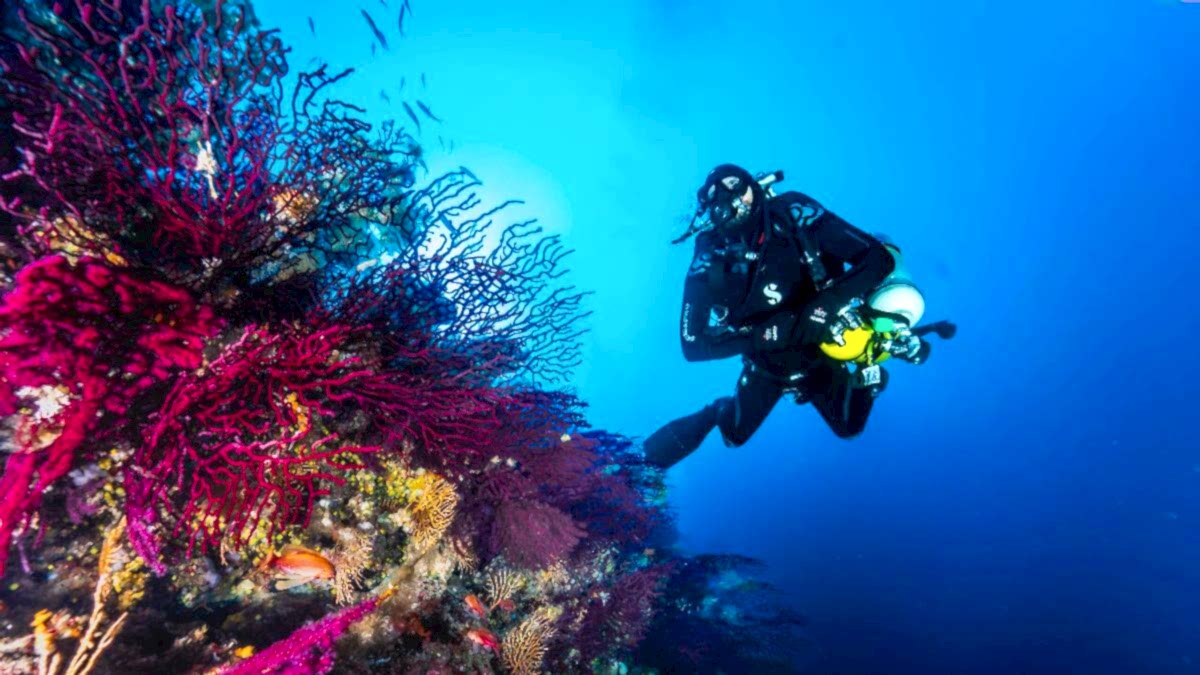 Lazy Seal Diving profesyonel, kaliteli ve kişiselleştirilmiş eğitim sunmayı ilke edinmiş bir tüplü dalış (scuba) merkezidir. İstanbul tüplü dalış eğitimi merkezi
